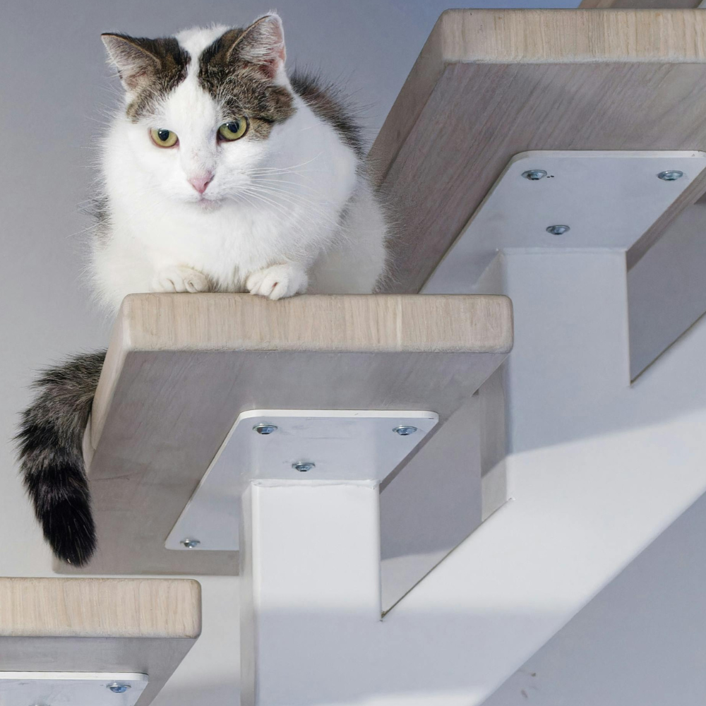 Pet Gates, Pens, & Stairs