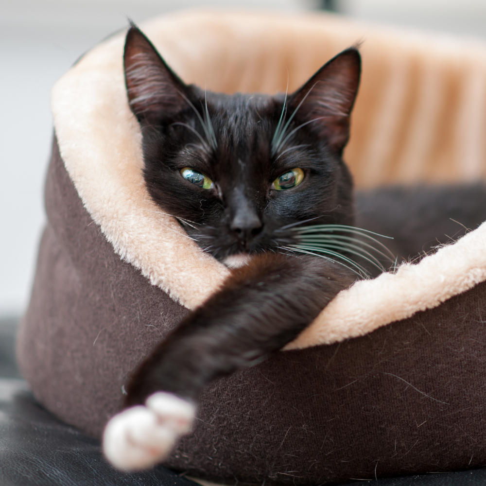 Cat Bed