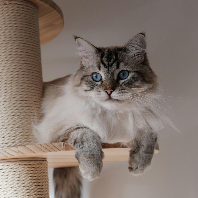 Cat Trees & Towers