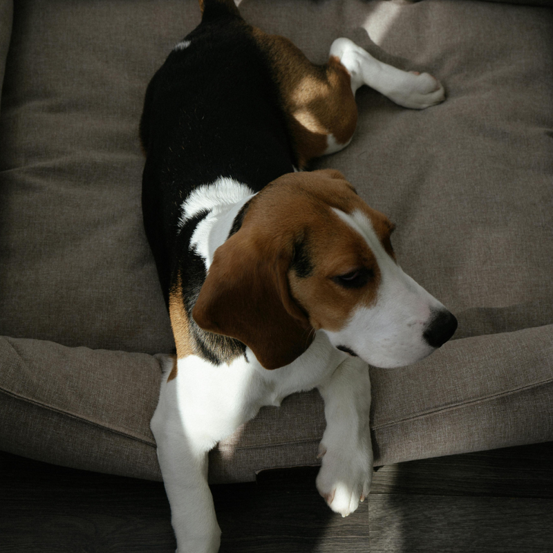 Dog Beds