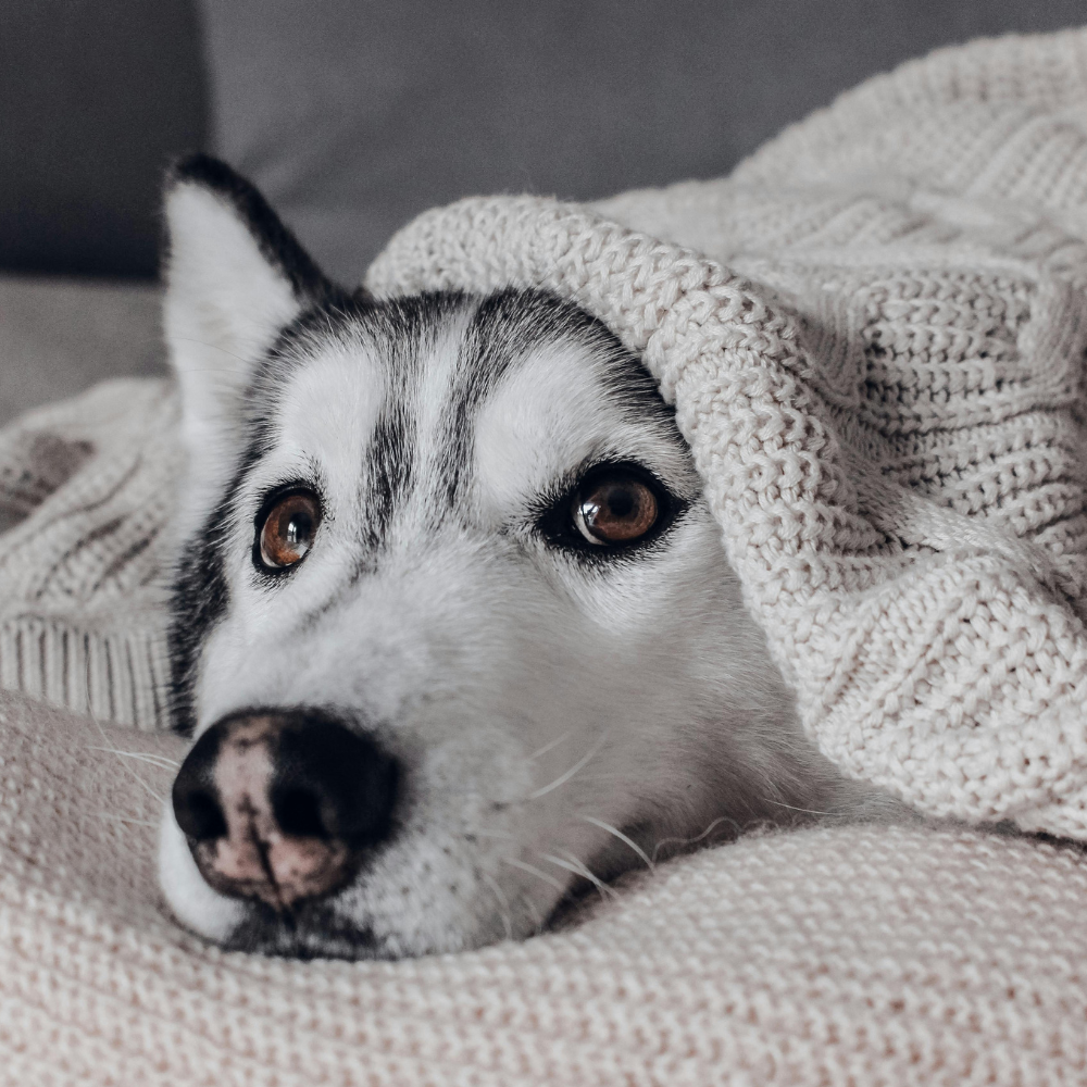 Dog Blankets