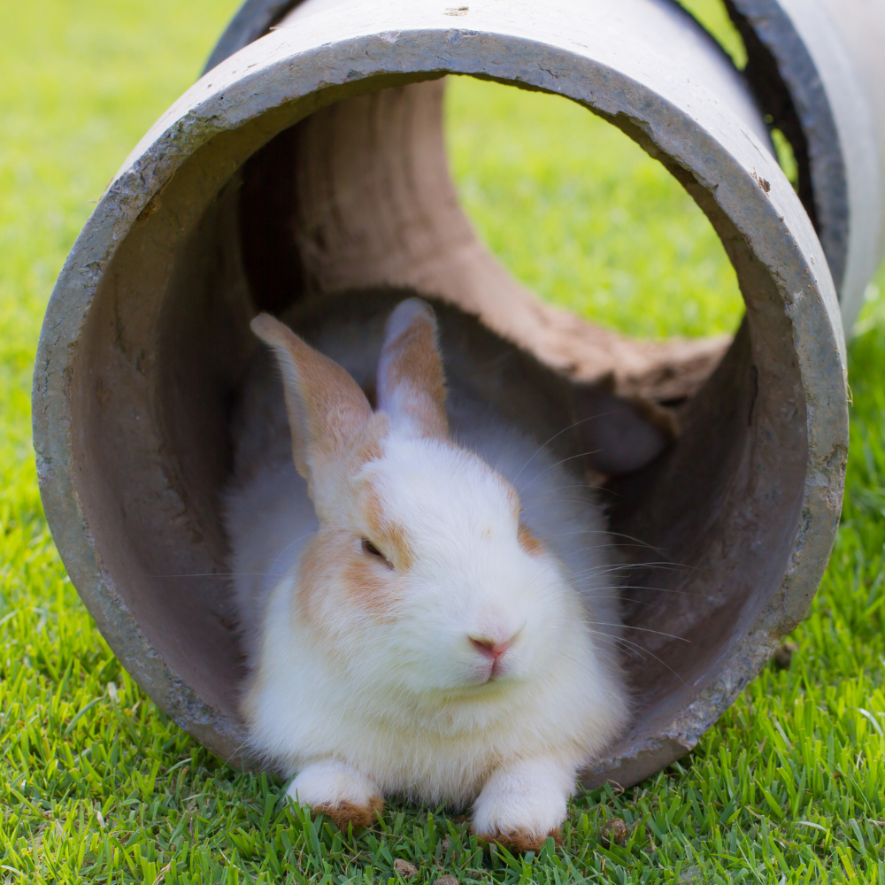 Hide Houses & Tunnels