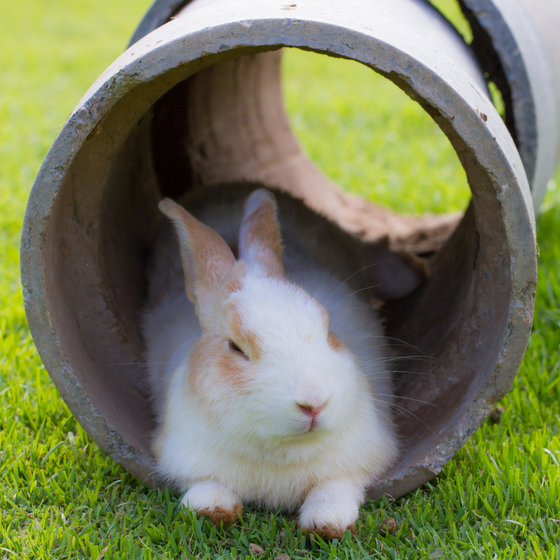 Hide Houses & Tunnels