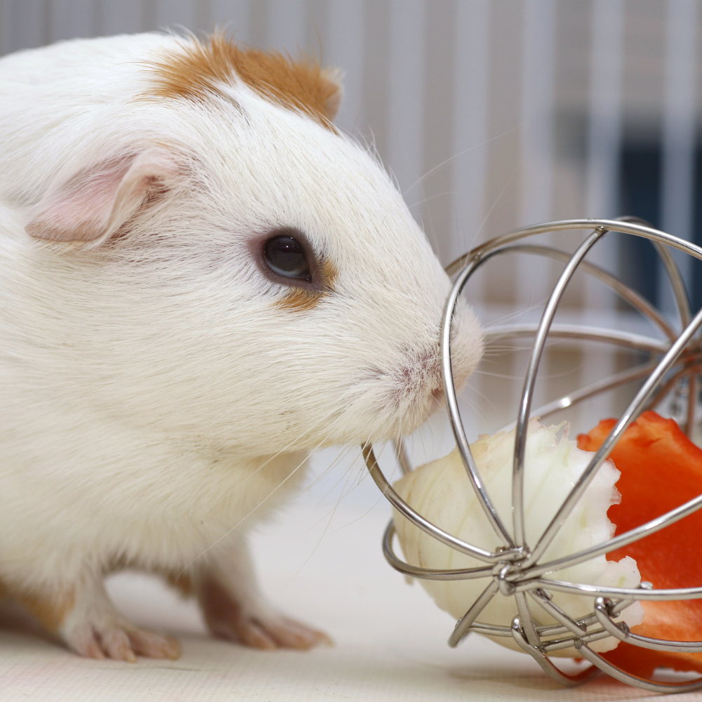 Handcrafted Toys & Supplies