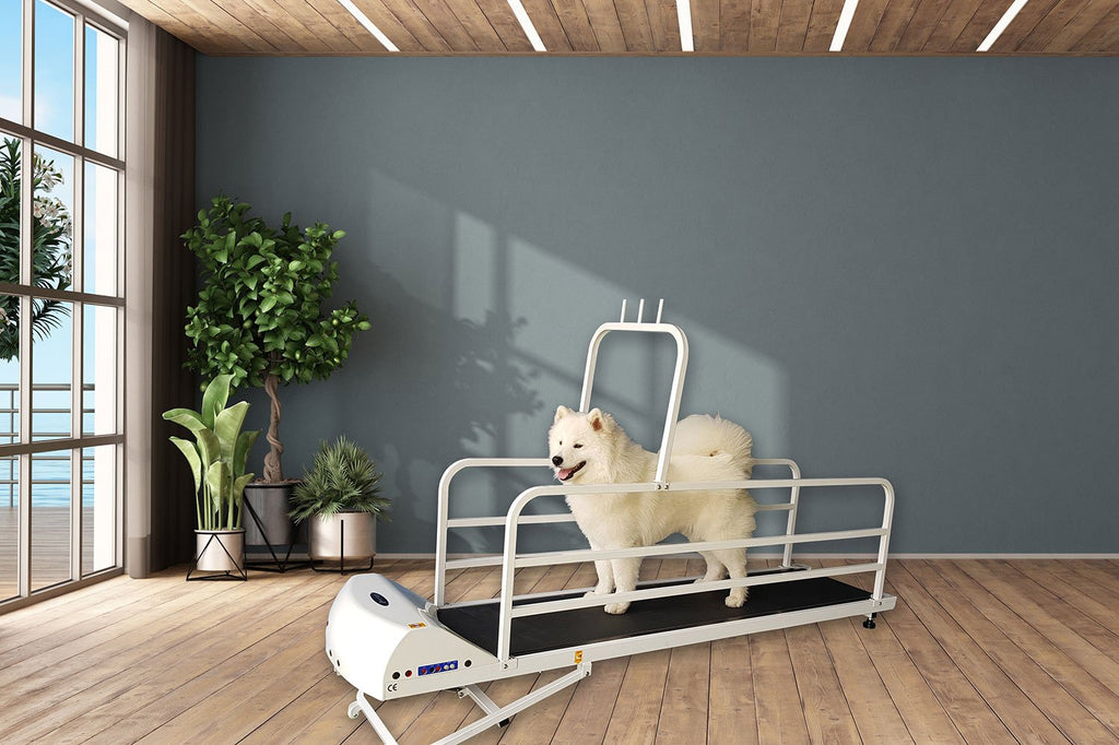 Dog using PetRun PR 725E enclosed treadmill for large dogs in a modern home setting from A Bunny Good Time