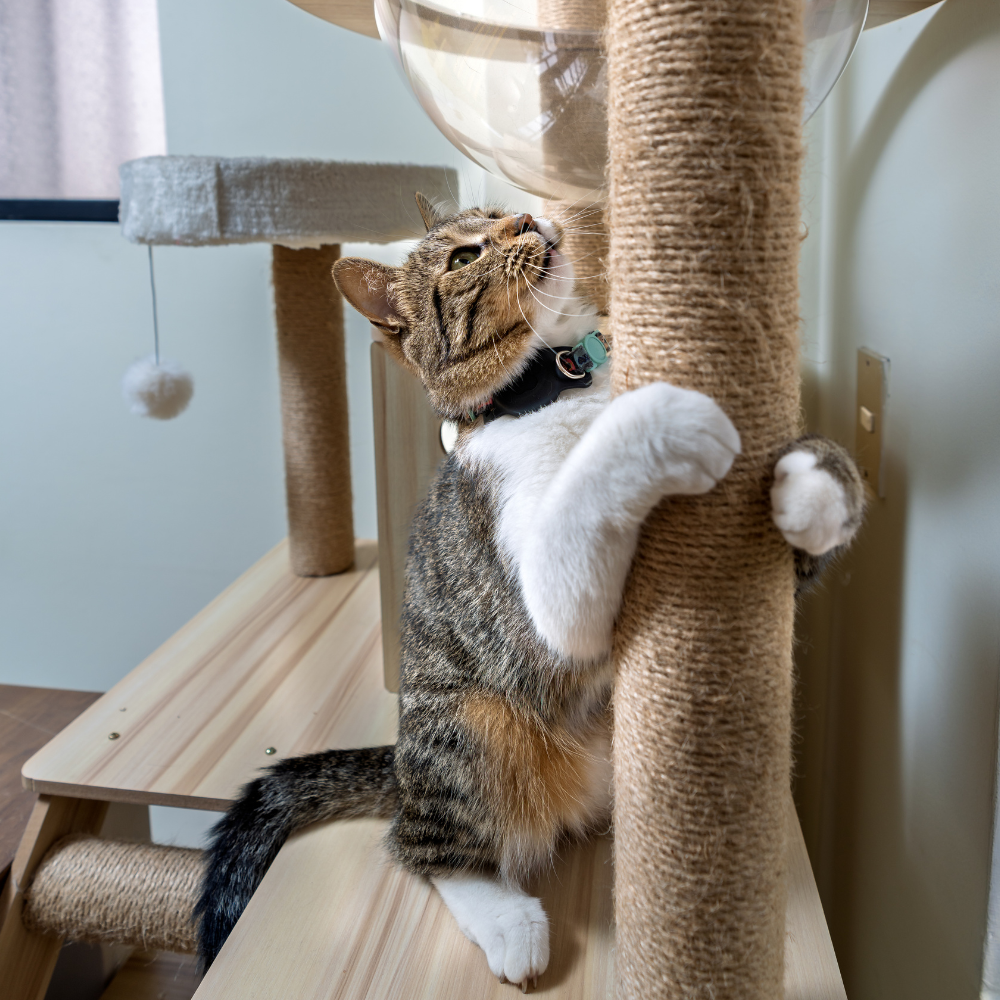 A Bunny Good Time collection of Cat Scratching Post