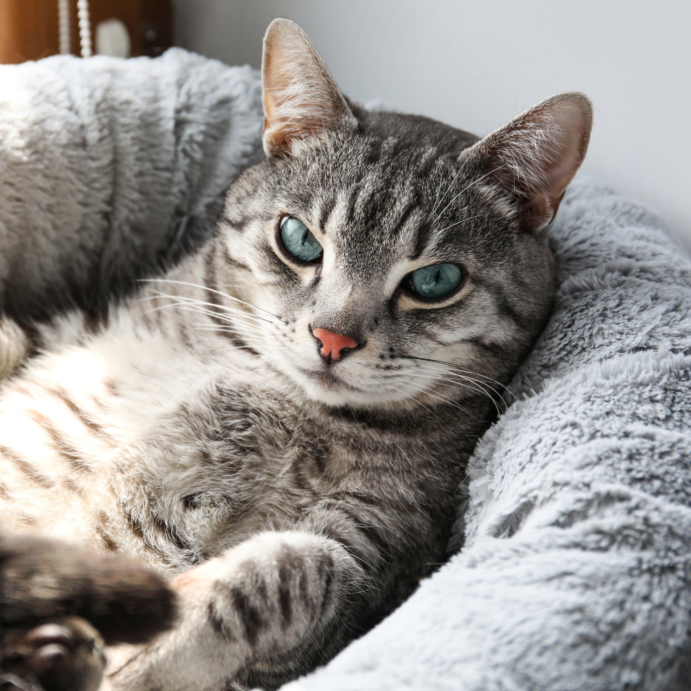 A Bunny Good Time- Premium High Quality Cat Beds