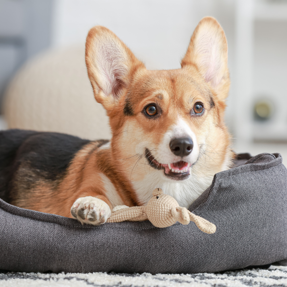 A Bunny Good Time affordable dog beds