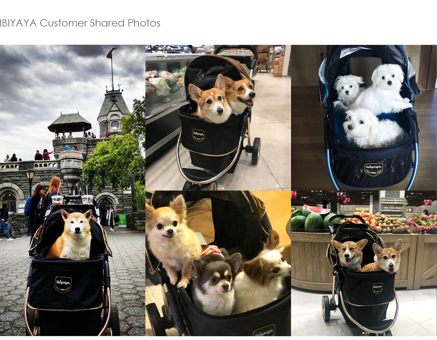 monarch dog stroller Ibiyaya Monarch Premium Pet Jogger- Luxury Gold