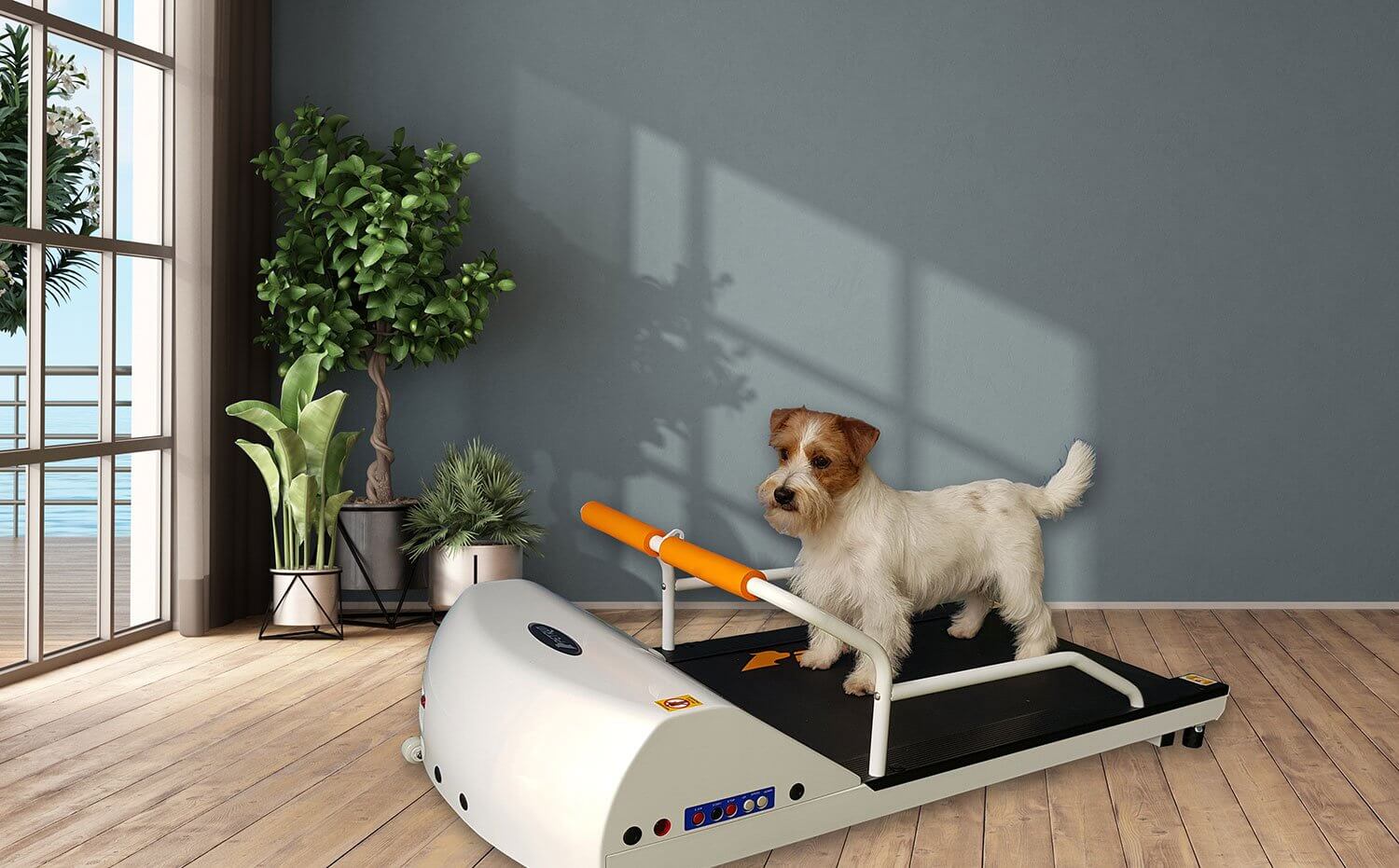 Small Dog Treadmill GoPet PetRun from A Bunny Good Time