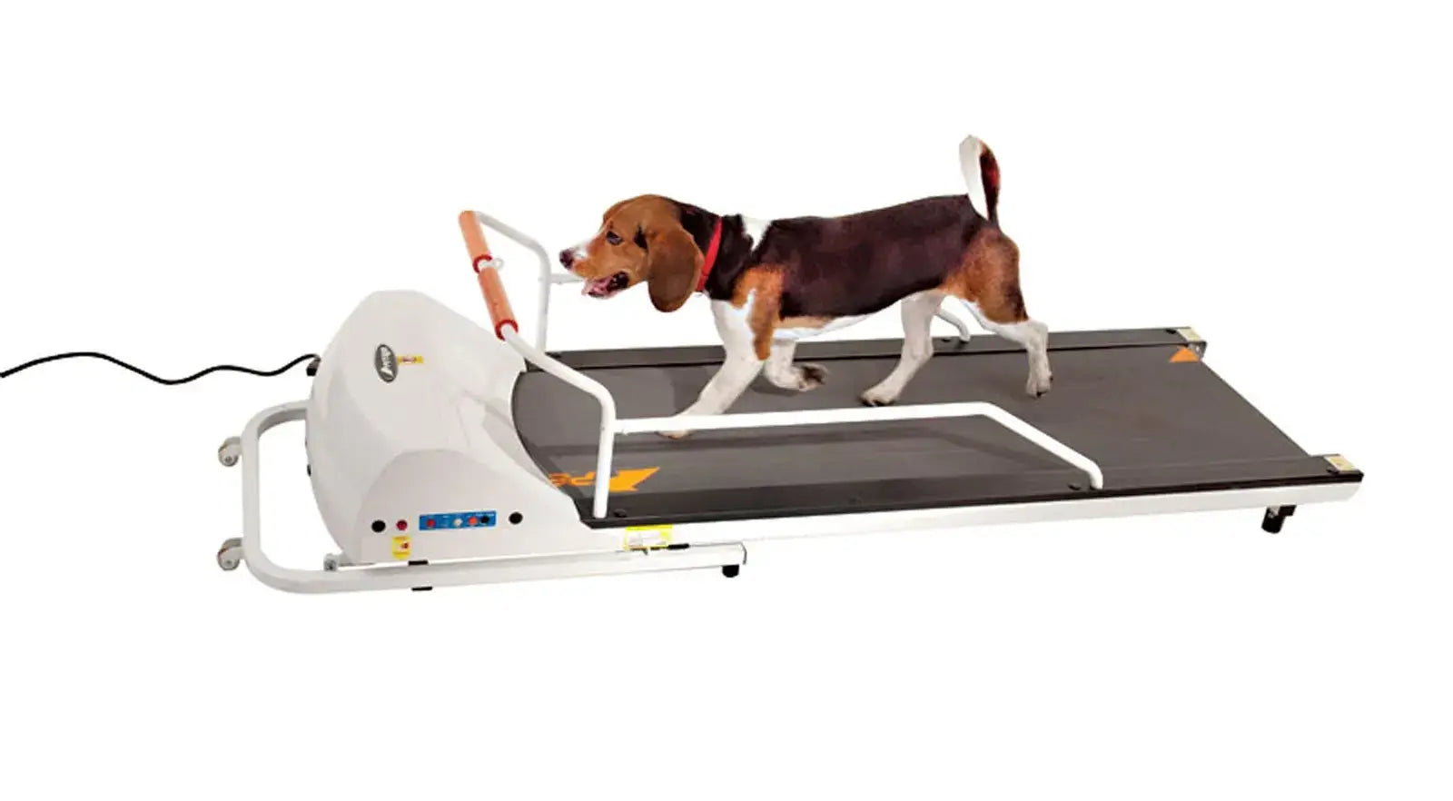 Dog using the Petrun PR 720F 52". Foldable dog treadmill for medium dogs in a home setting from A Bunny Good Time 1