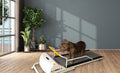 Dog using the Petrun PR 720F 52". Foldable dog treadmill for medium dogs in a home setting from A Bunny Good Time