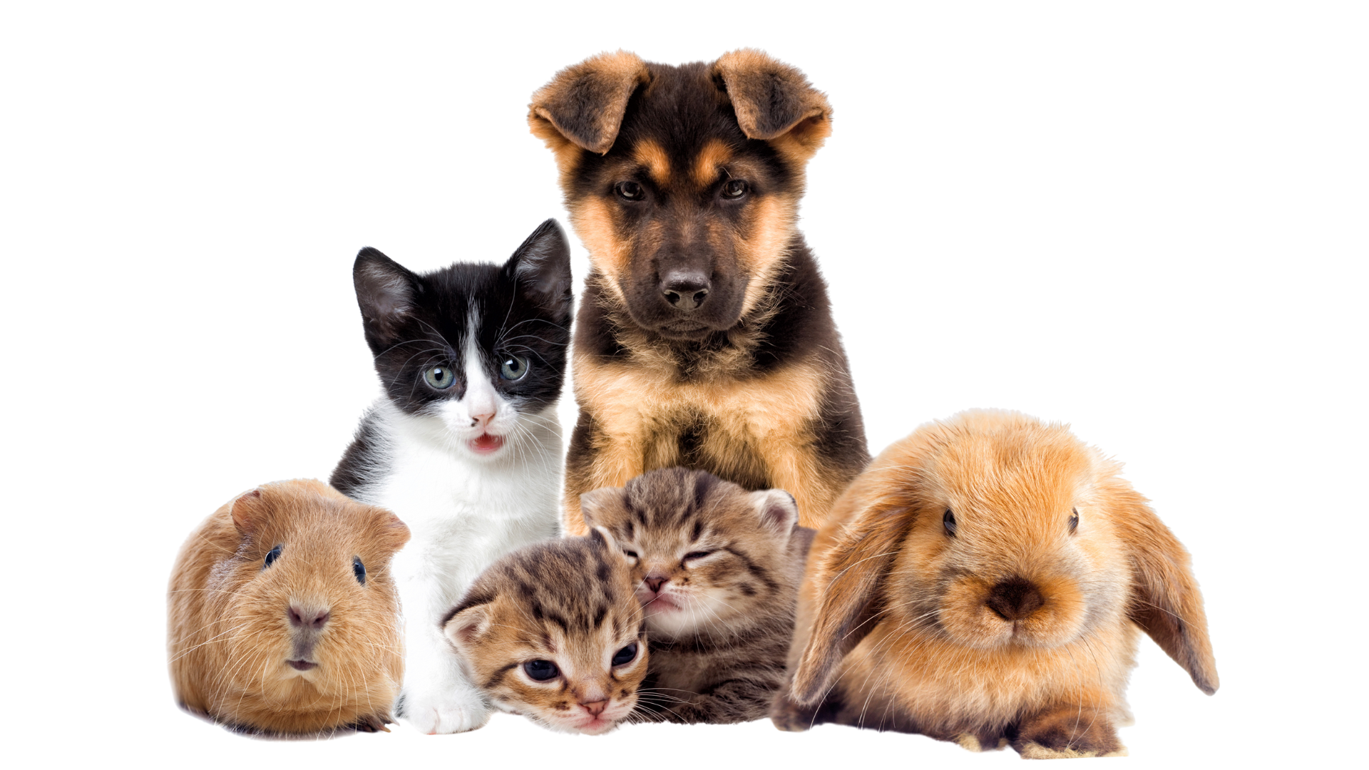 A Bunny Good Time wide selection of pet furniture and accessories