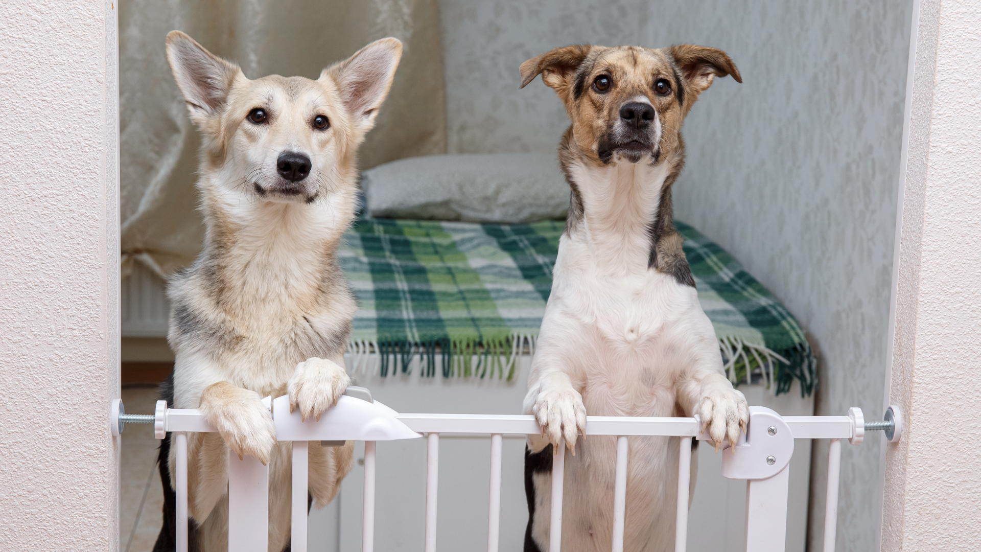 A Bunny Good Time pet gates
