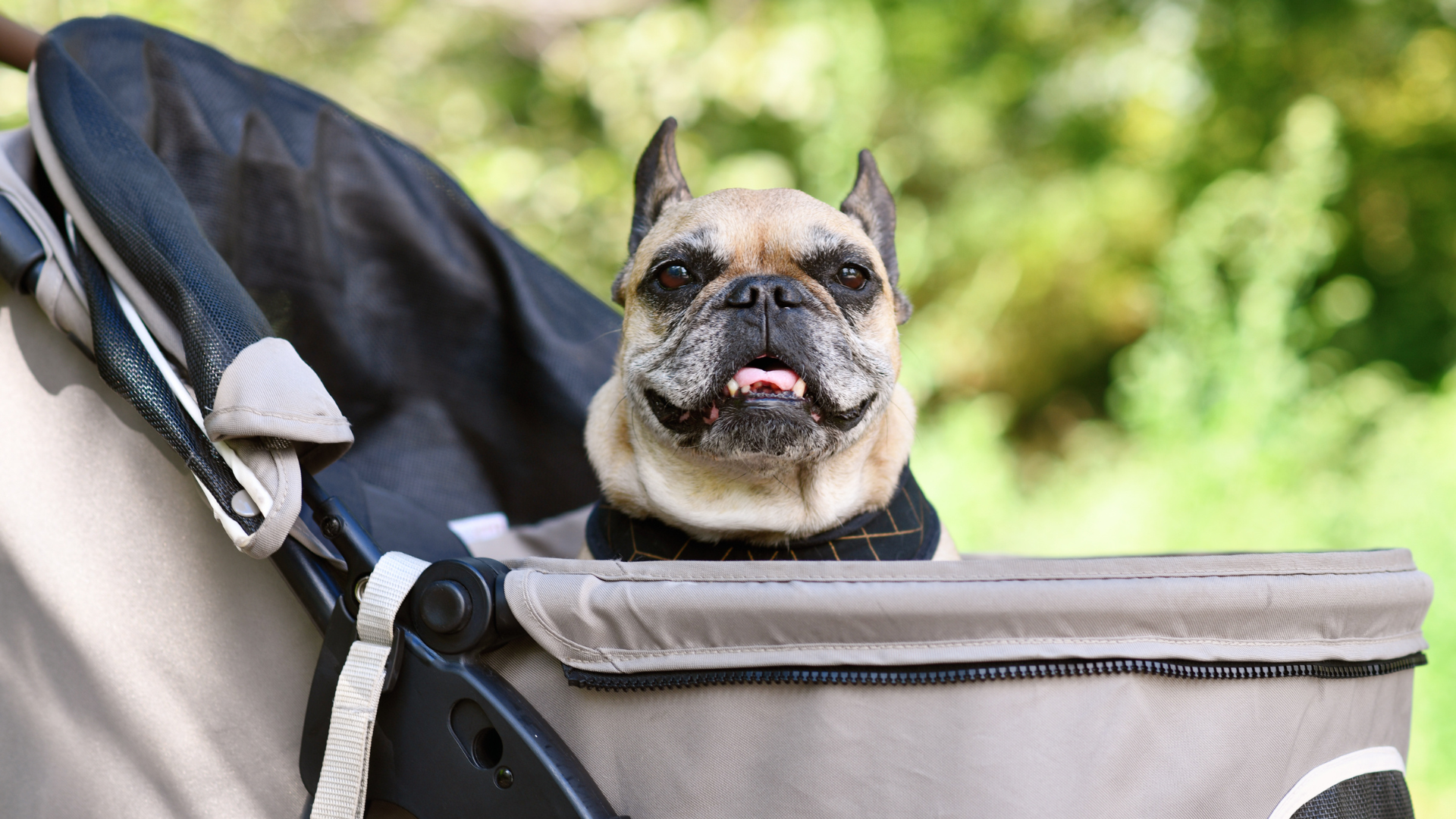A Bunny Good Time collection of pet strollers