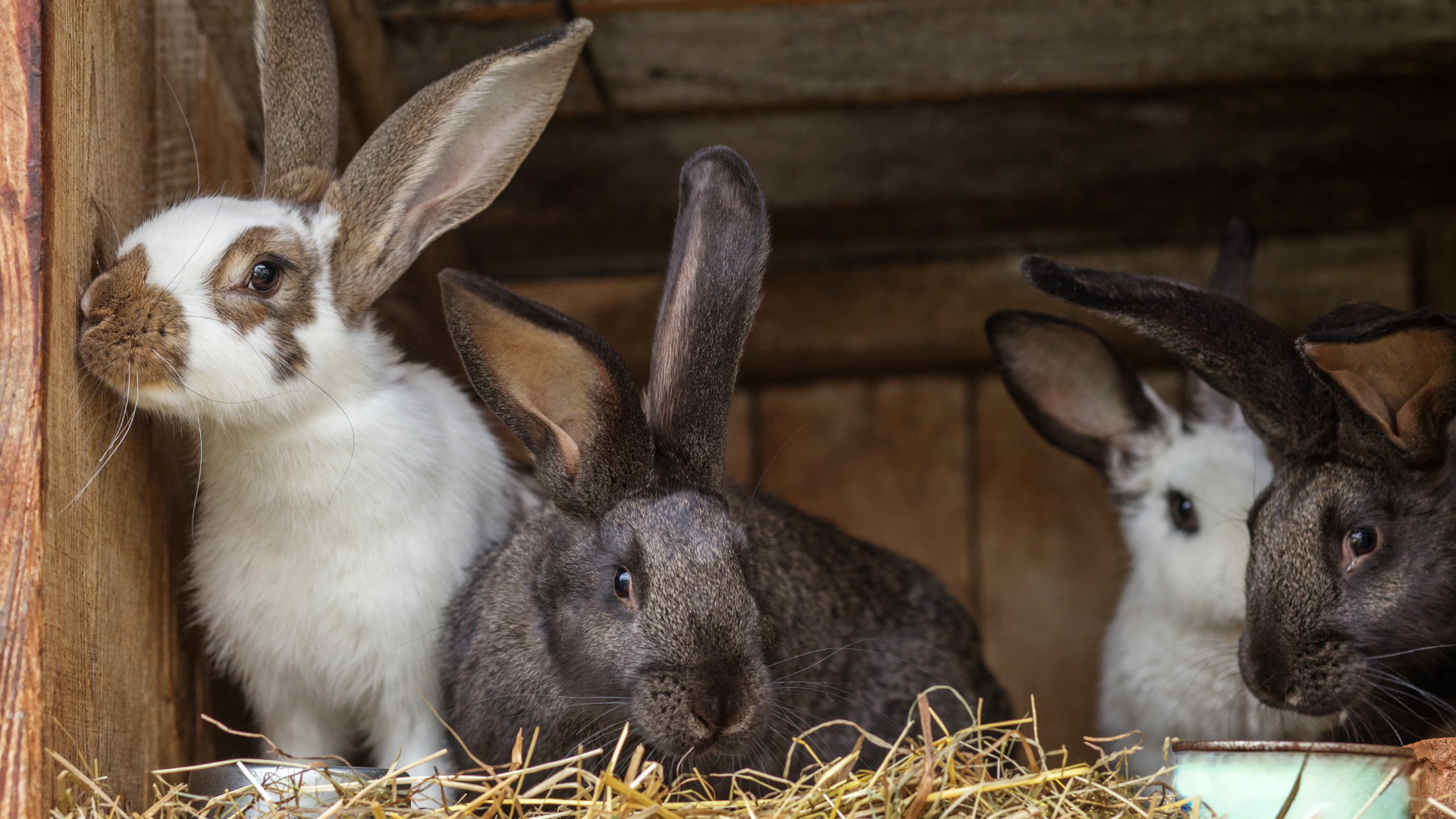 A Bunny Good Time brings comfortable spaces for your rabbit, guinea pig or hamster