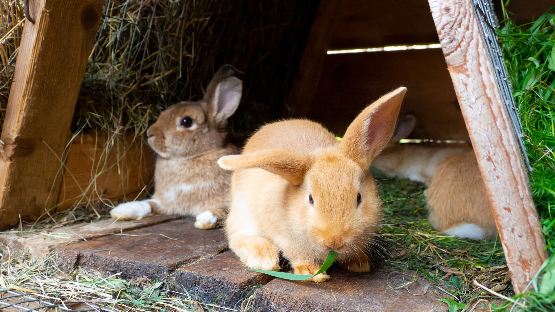 Find the right Bunny House, Toys and supplies from A Bunny Good Time