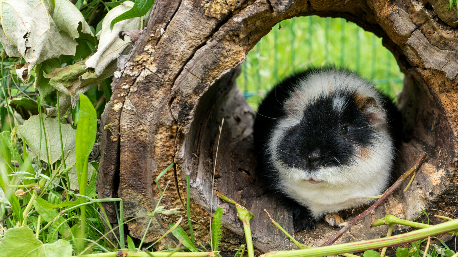 Hamster peeking out from a wooden log in a natural setting with greenery
