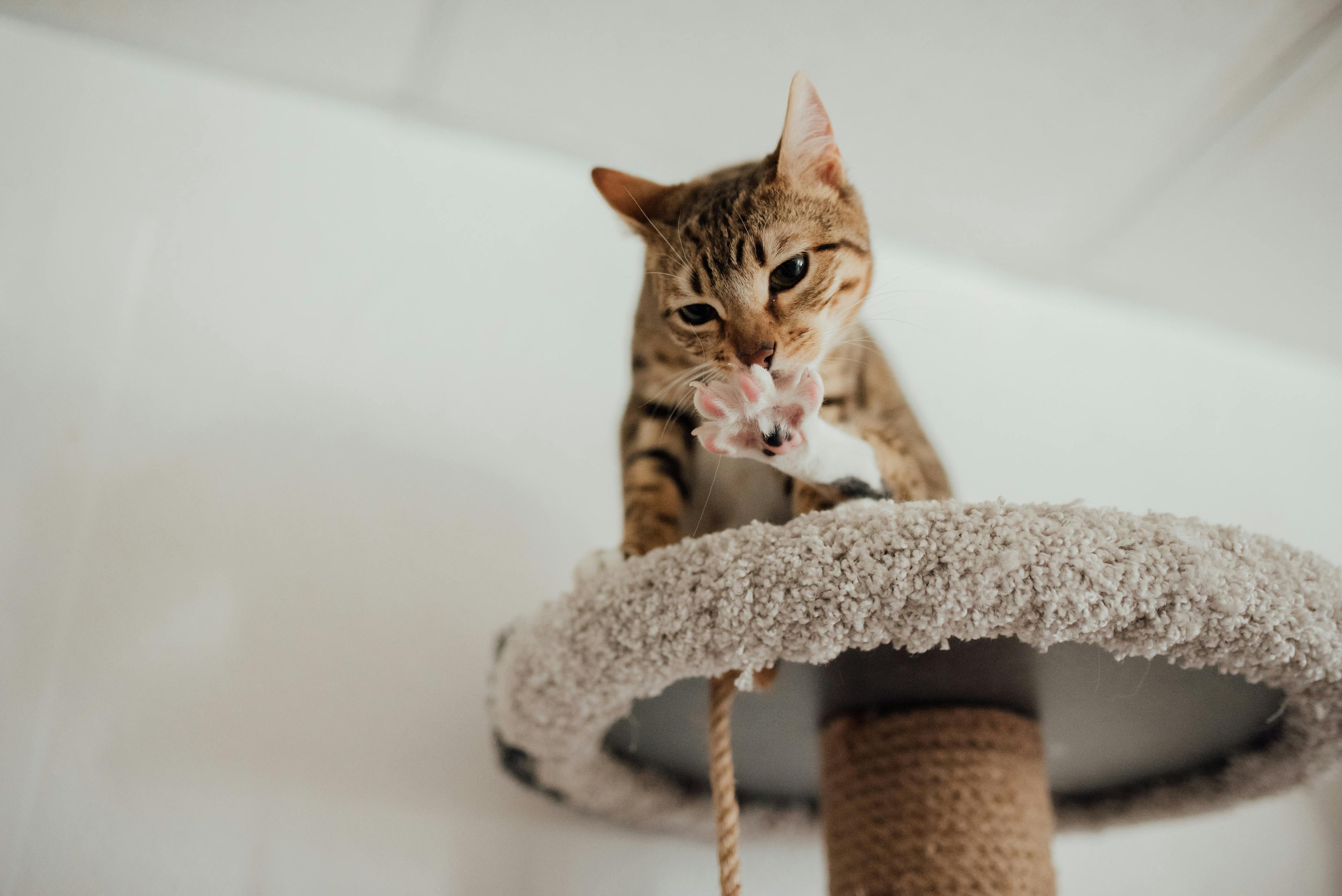 Cat on a cat tree with a toy mouse from A Bunny Good Time